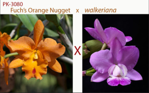 Cattleyas: Rhyncattleanthe Fuchs Orange Nugget x Cattleya walkeriana