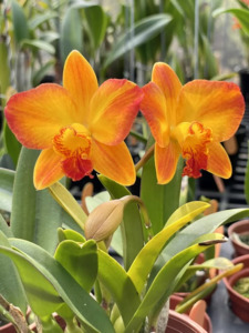 Cattleyas: Rhyncattleanthe 'Angel Love'