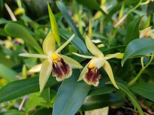 Coelogyne: Coelogyne fimbriata