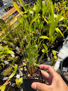 Coelogyne: Coelogyne tenellum (syn. Dendrochilum tenellum)