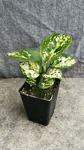 Aglaonema: Aglaonema White jade
