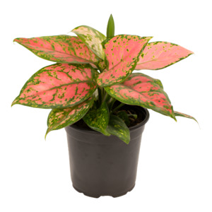 Aglaonema: Aglaonema 'Favonia'