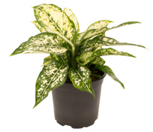 Aglaonema 'Thai Snowflakes' 12cm