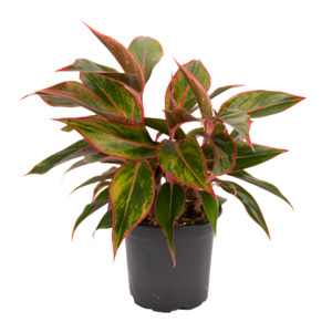 Aglaonema: Aglaonema 'Siam Aurora'