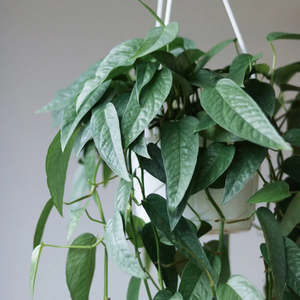 Epipremnum 'Cebu Blue' on Pole