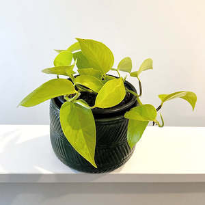 Epipremnum: Epipremnum Neon Pothos 14cm