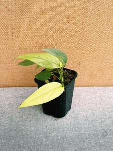 Epipremnum: Epipremnum pinnatum 'Cebu Blue'
