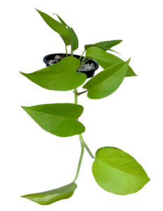 Epipremnum: Pothos 'Neon'