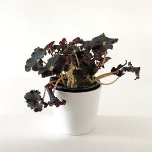 Begonia: Begonia Rex 'Dark Mambo' 14cm