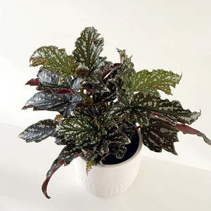 Begonia: Begonia Bohemian Forest 12cm
