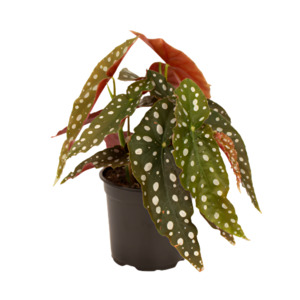 Begonia: Begonia 'Polka Dot'