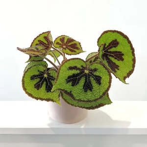 Begonia mosoniana 'Mountain' 14cm