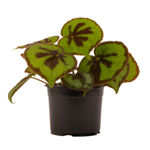 Begonia: Begonia variegata