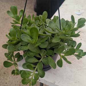 Succular: Senecio Jacobsenii | Trailing Jade