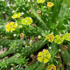 Succular: Euphorbia Flanaganii | Medusa's Head