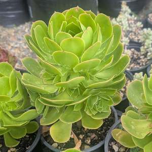 Succular: Aeonium Subplanum