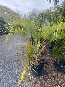 Butia capitata | Jelly Palm (Large)