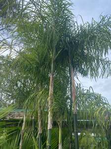 Chamaedorea plumosa | Mini Queen Palm (Large)