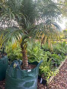 Phoenix roebelenii | Pygmy Date Palm (BIG!)