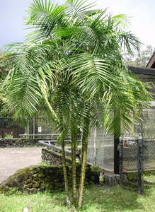 Dypsis baronii | Sugar Cane Palms (BIG!)