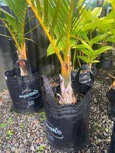 Dypsis decaryi | Triangle Palm (Big)