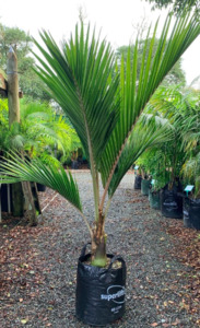 Rhopalostylis baueri | Kermadec Nikau Palm (Large)