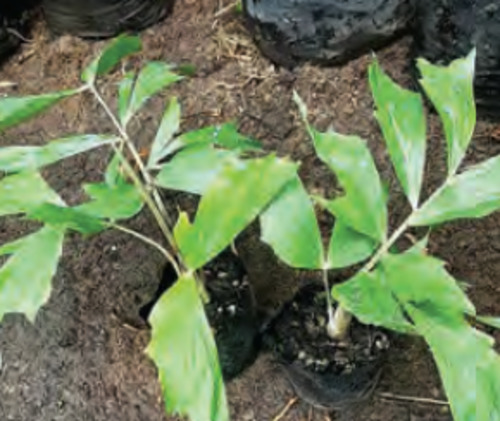 Outdoor Palms: Caryota mitis | Burmese Fishtail Palm