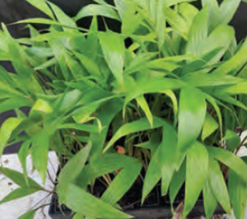 Outdoor Palms: Rhopalostylis baueri | Kermadec Nikau