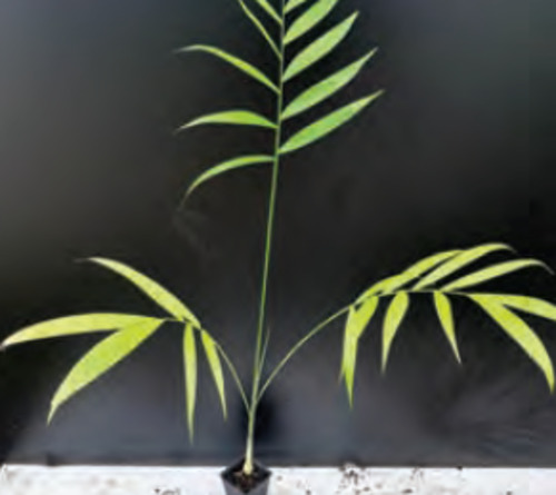 Chamaedorea costaricana | Cluster Palm