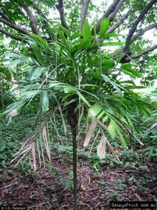 Linospadix monostachys | Walking Stick Palm 17ltr (Large)