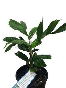 Rare Palms: Walking Stick Palm