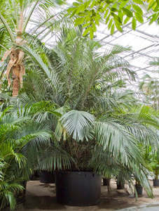 Arenga engleri | Formosa Palm 5.5ltr