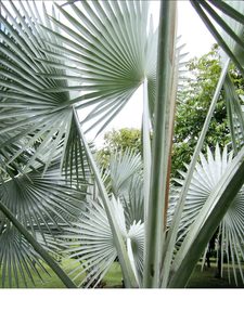 Rare Palms: SEED - Silver Bismarck Palm, 3 germinated seeds