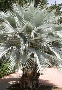 SEED - Blue Hesper Palm, 5 seeds