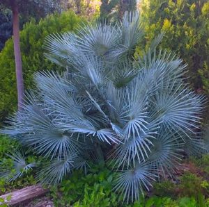 SEED - Blue Mediterranean Fan Palm, 10 seeds