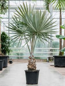 Silver Bismarck Palm