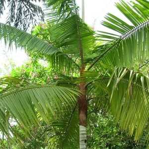 Dypsis leptocheilos | Teddy Bear Palm 6ltr