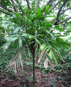 Linospadix monostachyos| Walking Stick Palm