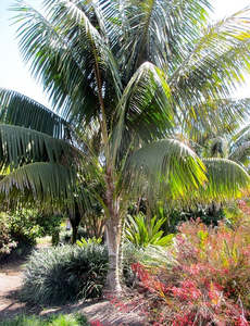 Howea forsteriana | Kentia Palm 2ltr