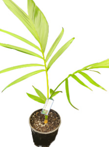 Indoor Greenhouse Palms: Chamaedorea woodsoniana
