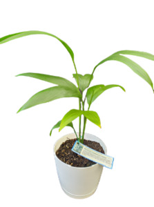 Indoor Greenhouse Palms: Hardy Bamboo Palm