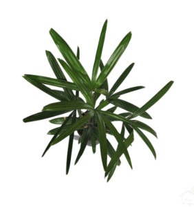 Indoor Greenhouse Palms: Rhapis excelsa | Lady Palm 5ltr (Medium)
