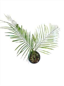 Syagrus weddellianum | Wedding Palm 1.5ltr
