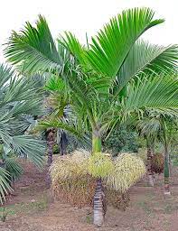 Indoor Greenhouse Palms: Hyophorbe indica | Champagne Palm (Seedling)