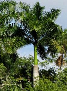 Roystonea regia | Cuban Royal Palm 2ltr