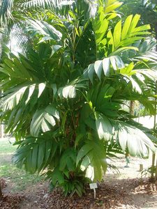 Pinanga kuhlii | Ivory Cane Palm 2ltr