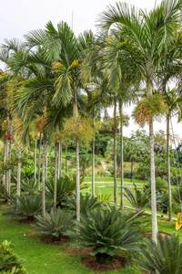 Carpentaria acuminata | Carpentaria Palm 2ltr
