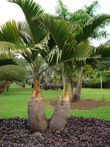 Hyophorbe lagenicaulis | Bottle Palm 2ltr