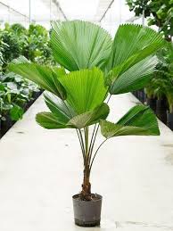 Indoor Greenhouse Palms: Licuala grandis | Vanuatu Ruffled Fan Palm 2.5ltr