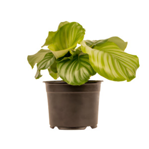 Calathea: Calathea 'Orbifolia'